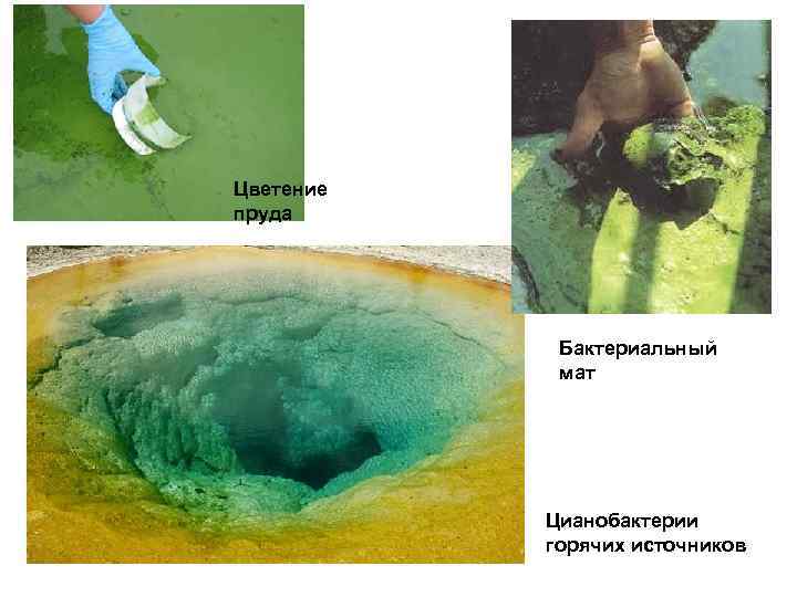 Цветение пруда Бактериальный мат Цианобактерии горячих источников 