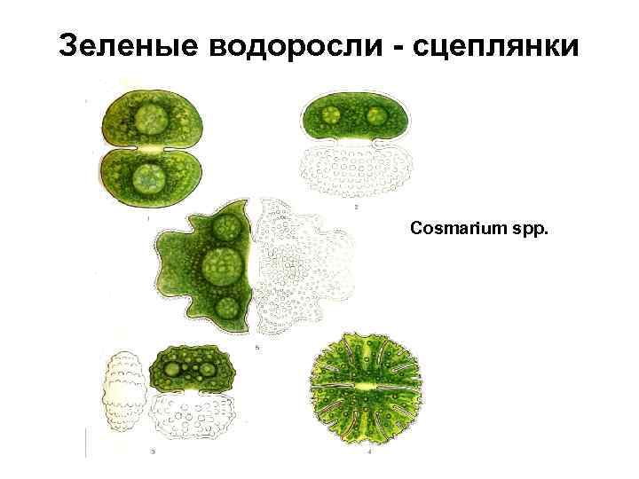 Зеленые водоросли - сцеплянки Cosmarium spp. 