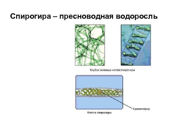 Спирогира – пресноводная водоросль 
