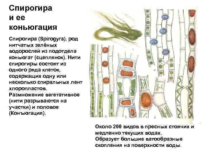 Спирогира и ее коньюгация Спирогира (Spirogyra), род нитчатых зелёных водорослей из подотдела коньюгат (сцеплянок).
