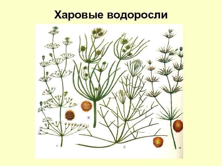 Харовые водоросли 