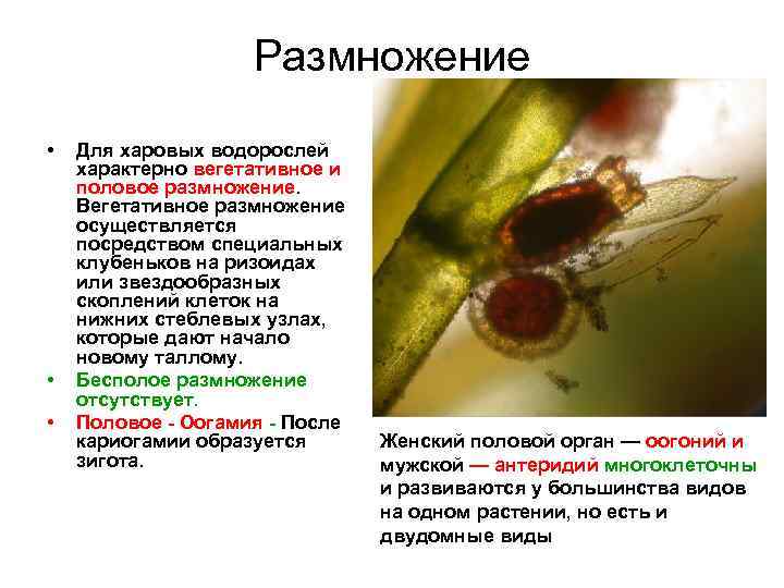 Размножение • • • Для харовых водорослей характерно вегетативное и половое размножение. Вегетативное размножение