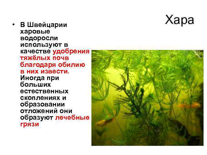  • В Швейцарии харовые водоросли используют в качестве удобрения тяжёлых почв благодаря обилию