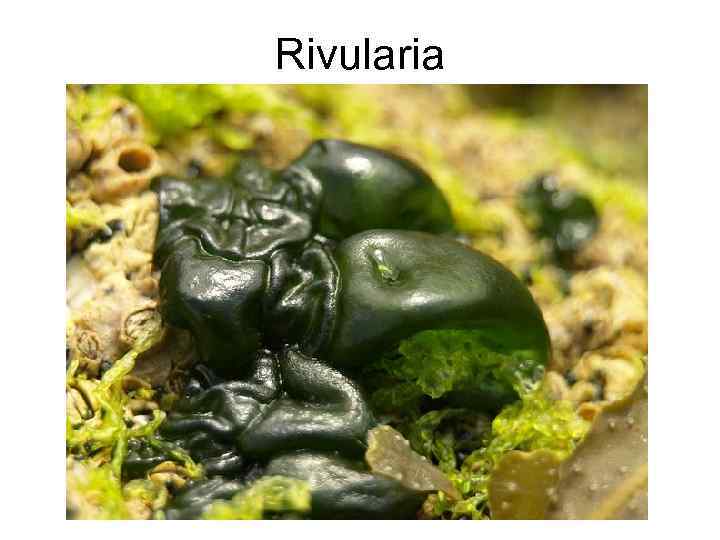 Rivularia 