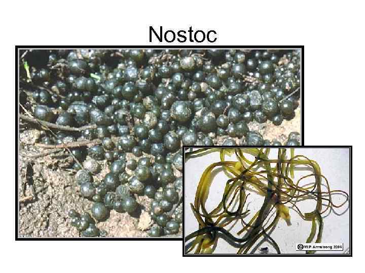 Nostoc 