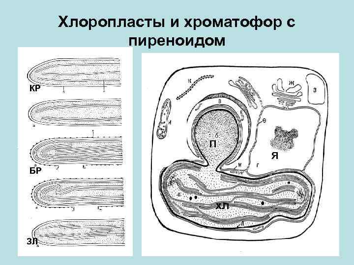 Классификация бактерий схема