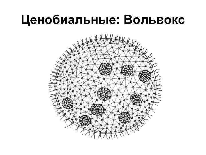Ценобиальные: Вольвокс 
