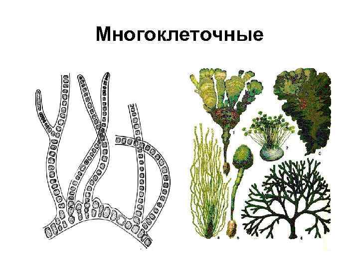 Многоклеточные 