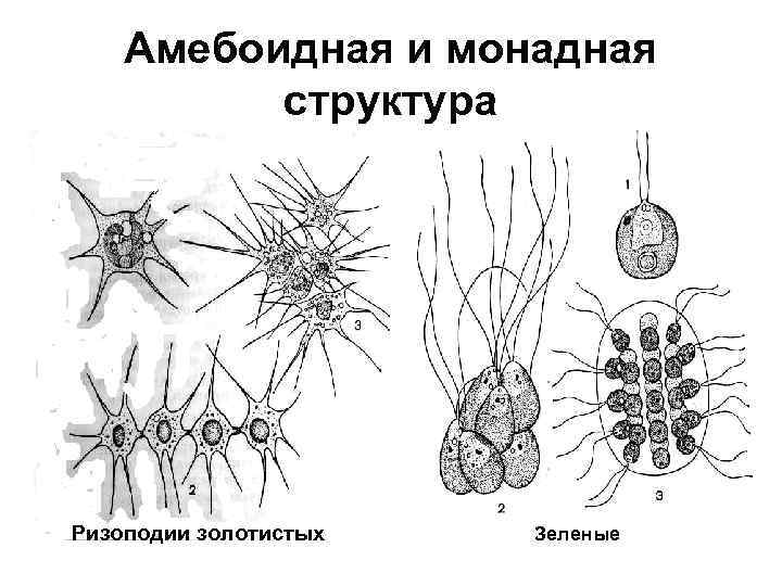 Амебоидная и монадная структура Ризоподии золотистых Зеленые 