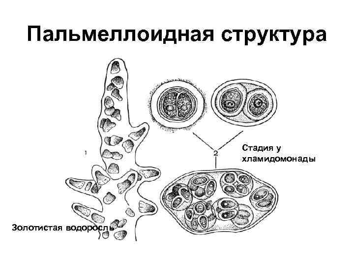 Пальмеллоидная структура Стадия у хламидомонады Золотистая водоросль 