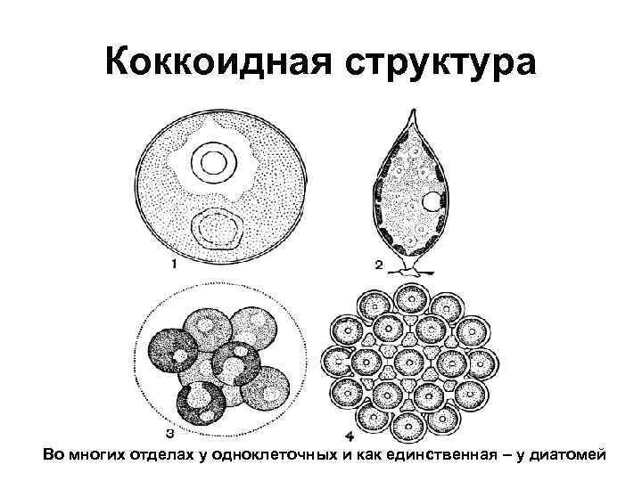 Коккоидная структура Во многих отделах у одноклеточных и как единственная – у диатомей 
