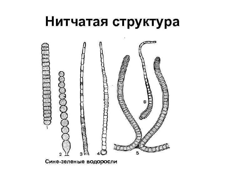 Нитчатая структура Сине-зеленые водоросли 