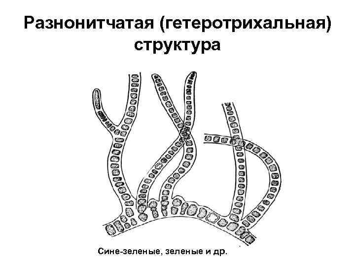 Разнонитчатая (гетеротрихальная) структура Сине-зеленые, зеленые и др. 