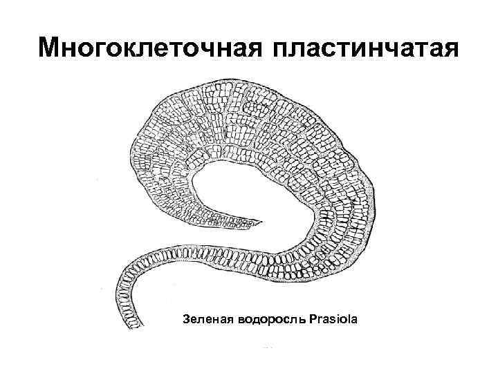 Многоклеточная пластинчатая Зеленая водоросль Prasiola 