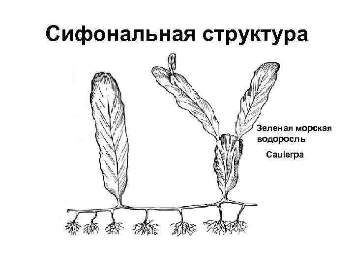 Сифональная структура Зеленая морская водоросль Caulerpa 