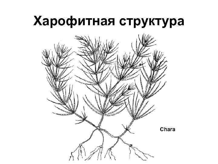 Харофитная структура Сhara 