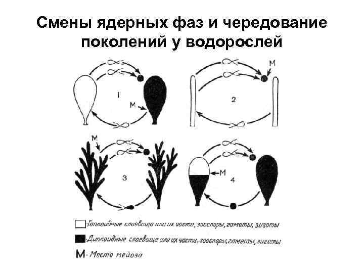 Смены ядерных фаз и чередование поколений у водорослей 