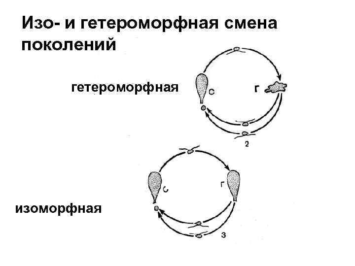 Изо- и гетероморфная смена поколений гетероморфная изоморфная 