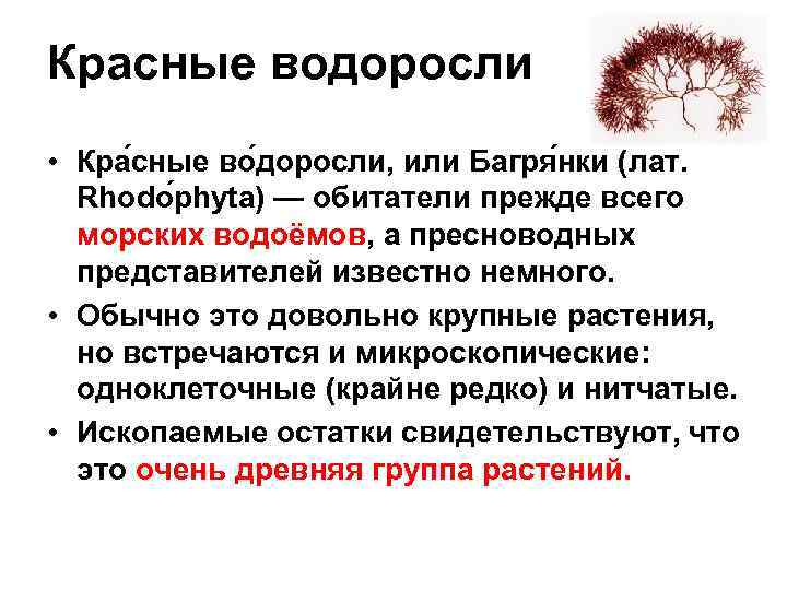 Красные водоросли • Кра сные во доросли, или Багря нки (лат. Rhodo phyta) —