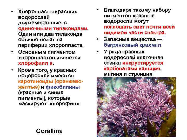  • Хлоропласты красных водорослей двумембранные, с одиночными тилакоидами. Один или два тилакоида обычно