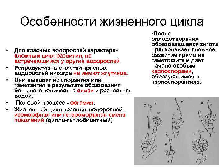 Особенности жизненного цикла • • • Для красных водорослей характерен сложный цикл развития, не