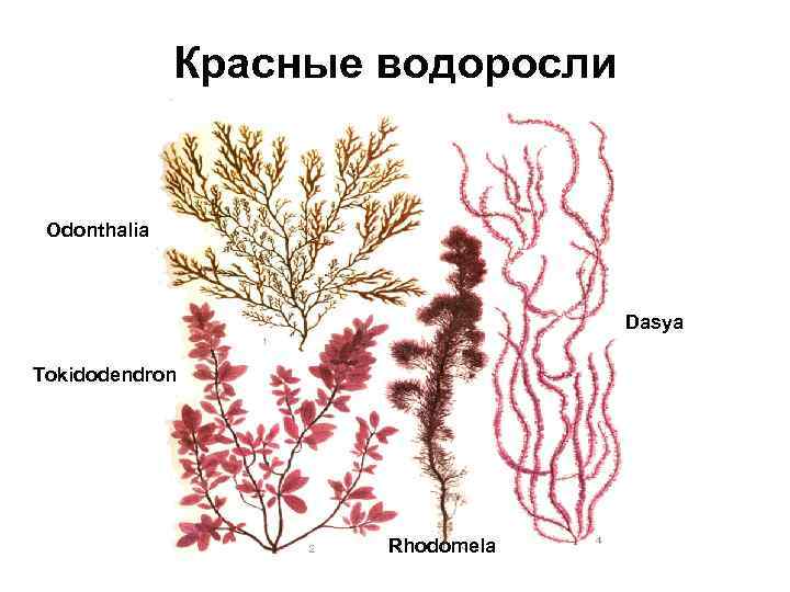 Красные водоросли Odonthalia Dasya Tokidodendron Rhodomela 