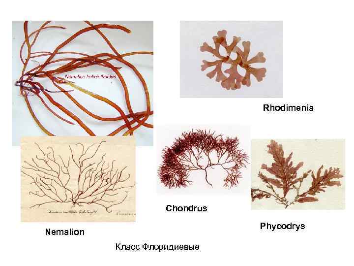 Rhodimenia Chondrus Phycodrys Nemalion Класс Флоридиевые 