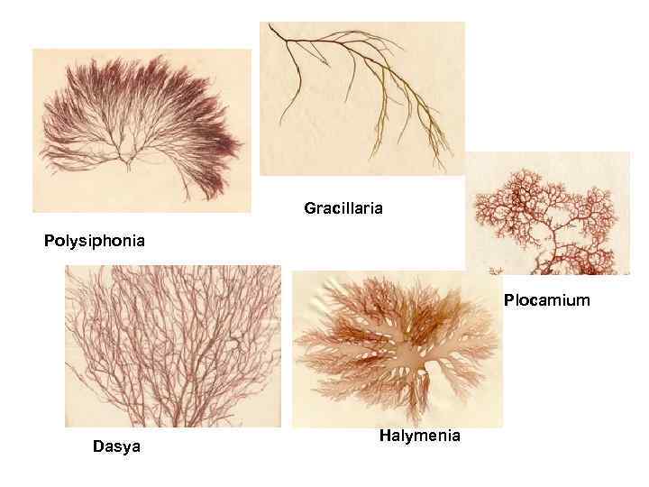 Gracillaria Polysiphonia Plocamium Dasya Halymenia 
