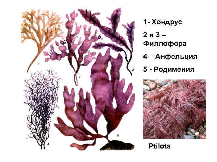 1 - Хондрус 2 и 3 – Филлофора 4 – Анфельция 5 - Родимения