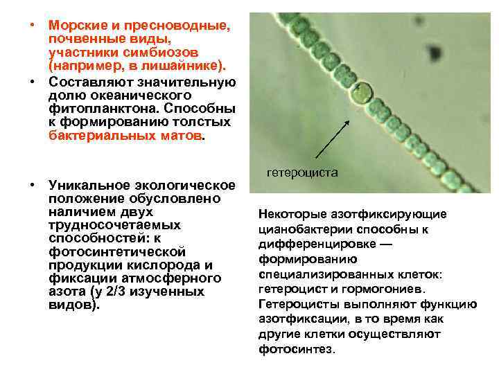  • Морские и пресноводные, почвенные виды, участники симбиозов (например, в лишайнике). • Составляют