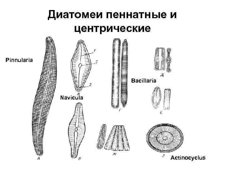 Диатомеи пеннатные и центрические Pinnularia Bacillaria Navicula Actinocyclus 