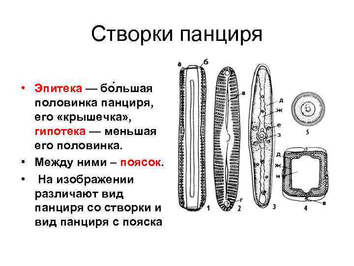 Створки панциря • Эпитека — бо льшая половинка панциря, его «крышечка» , гипотека —