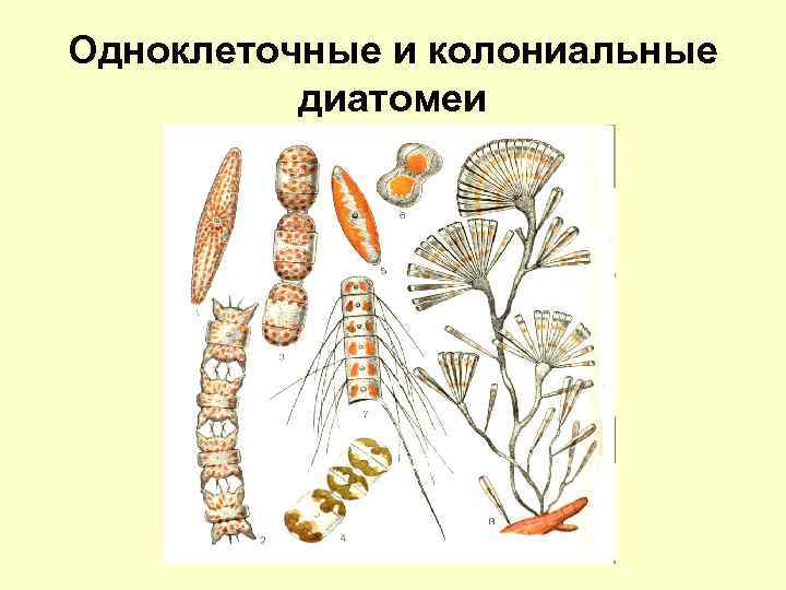 Одноклеточные и колониальные диатомеи 