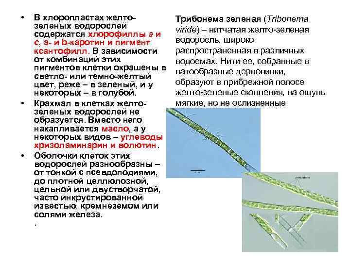  • • • В хлоропластах желтозеленых водорослей содержатся хлорофиллы a и c, a-