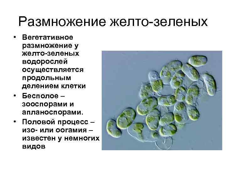 Размножение желто-зеленых • Вегетативное размножение у желто-зеленых водорослей осуществляется продольным делением клетки • Бесполое