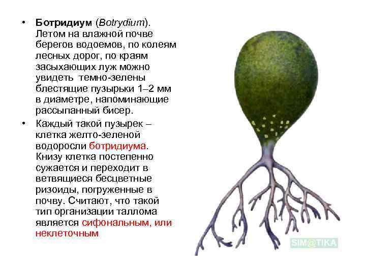  • Ботридиум (Botrydium). Летом на влажной почве берегов водоемов, по колеям лесных дорог,