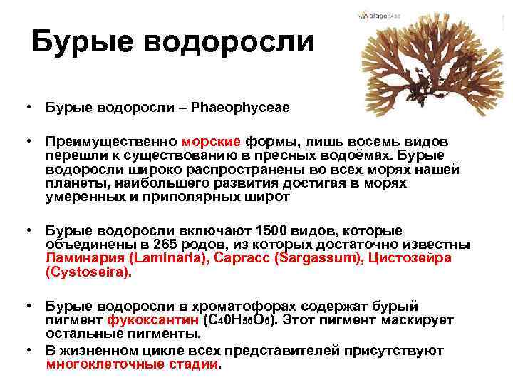 Бурые водоросли • Бурые водоросли – Phaeophyceae • Преимущественно морские формы, лишь восемь видов