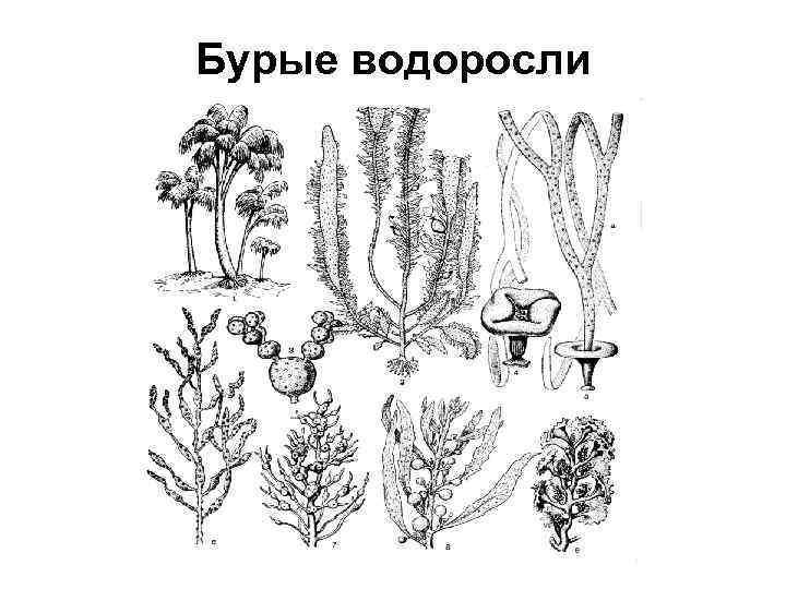 Бурые водоросли 