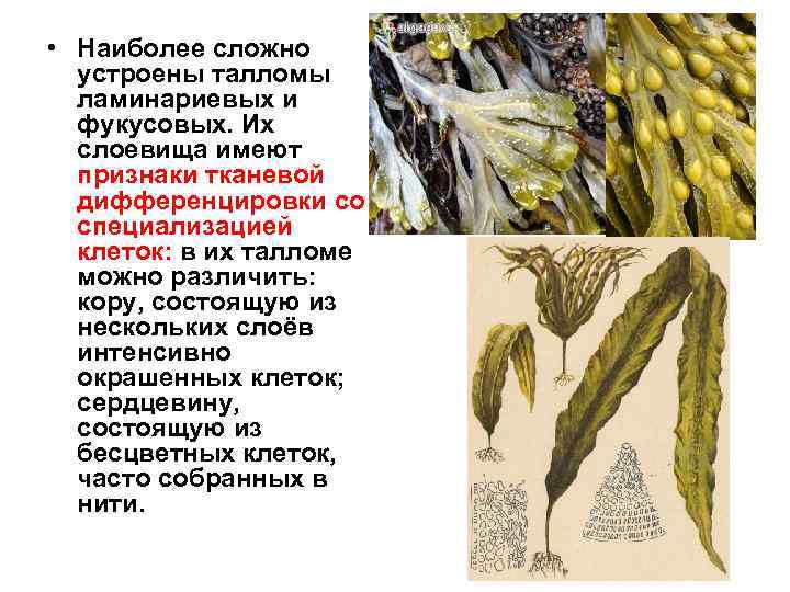  • Наиболее сложно устроены талломы ламинариевых и фукусовых. Их слоевища имеют признаки тканевой