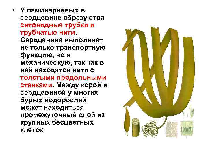  • У ламинариевых в сердцевине образуются ситовидные трубки и трубчатые нити. Сердцевина выполняет
