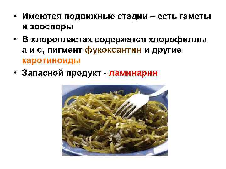  • Имеются подвижные стадии – есть гаметы и зооспоры • В хлоропластах содержатся