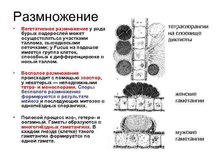 Размножение • Вегетативное размножение у ряда бурых водорослей может осуществляться участками таллома, выводковыми веточками;