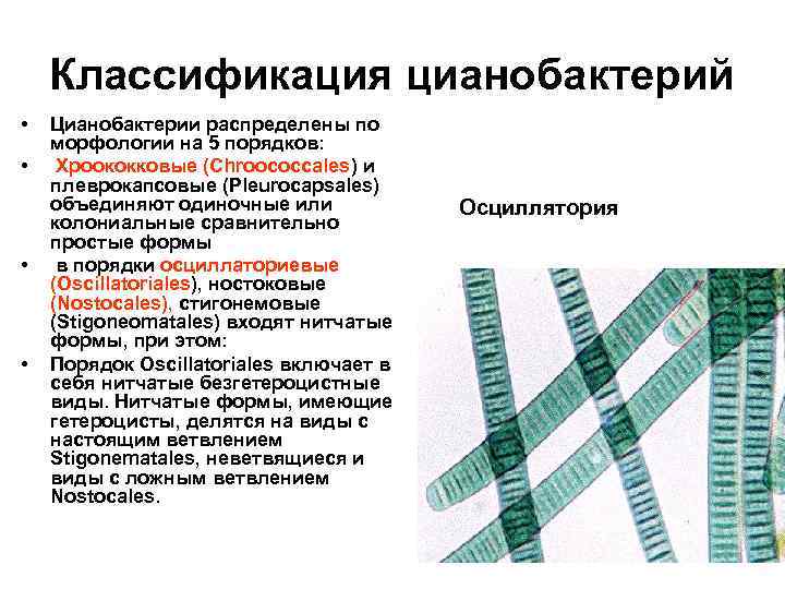 Классификация цианобактерий • • Цианобактерии распределены по морфологии на 5 порядков: Хроококковые (Chroococcales) и