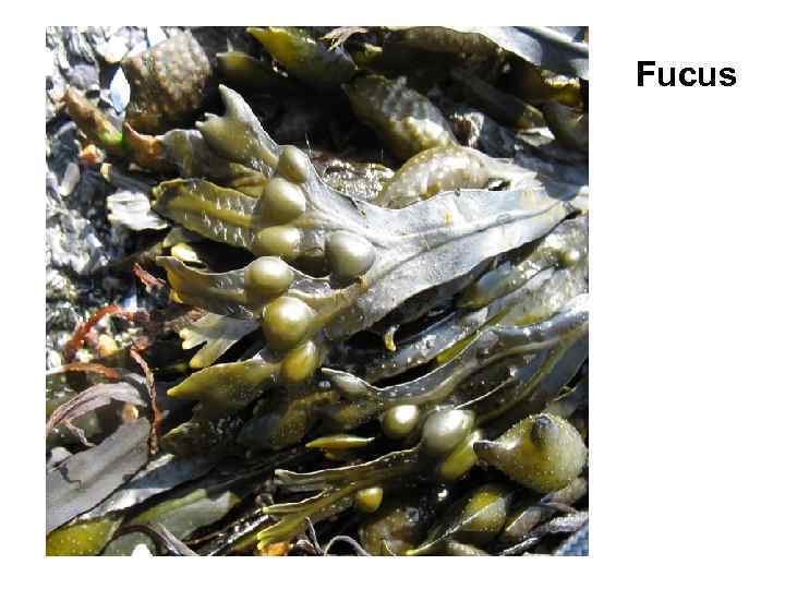 Fucus 