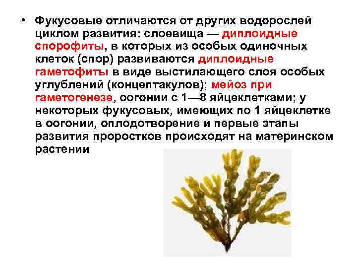  • Фукусовые отличаются от других водорослей циклом развития: слоевища — диплоидные спорофиты, в
