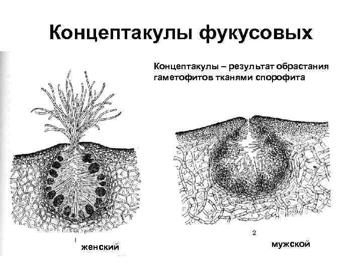 Спорофит гаметофит схема