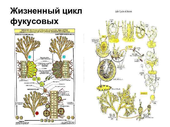 Жизненный цикл фукусовых 