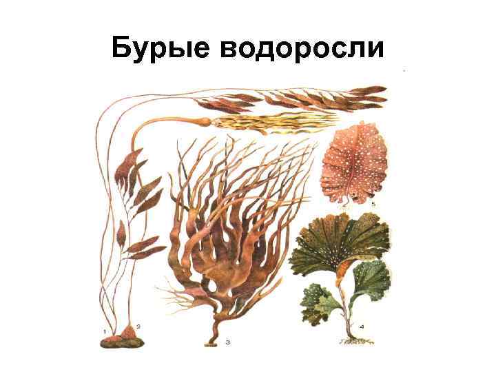 Бурые водоросли 