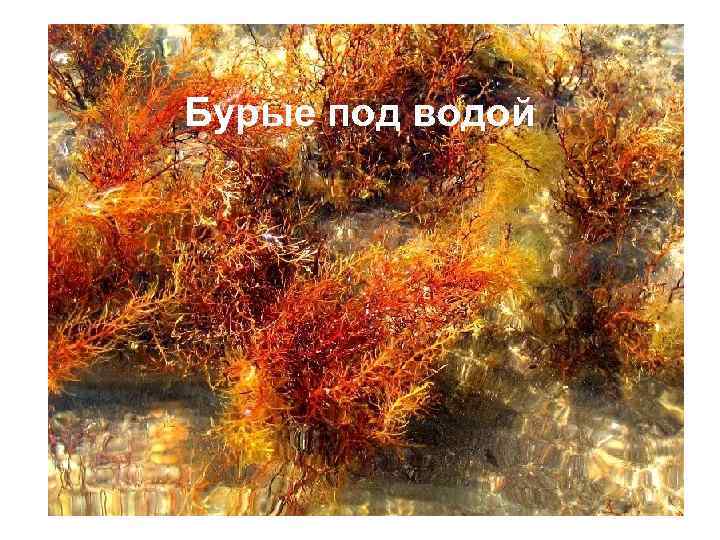 Бурые под водой 