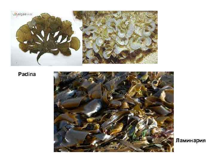 Padina Ламинария 